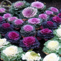 Brassica oleracea Ornamental Cabbage Kale 10 Seeds mixed white purple kale with  - £5.52 GBP