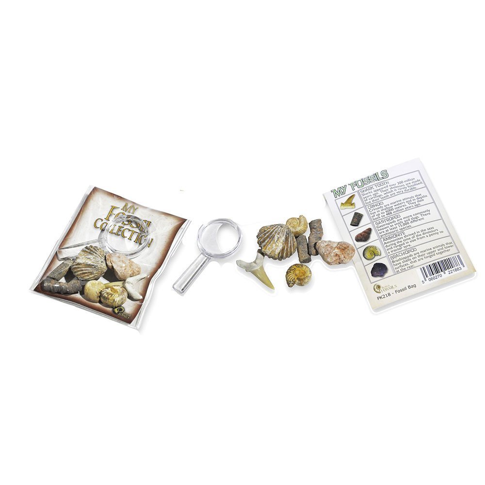 British Fossils My Fossil Collection - $17.04