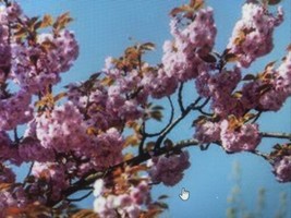 Kwanzan Flowering Cherry Tree - Live Plant - 12-18&quot; Tall - Prunus Kanzan - £22.18 GBP