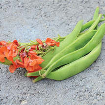 80 Seeds POLE BEAN SCARLET RUNNER Seeds Vegetable Flower Plant Home Garden - $14.95