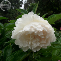 SL Peony Purely White &#39;New Brige&#39; Flower Seeds Big Blooms Home Garden Fragrant - $1.23