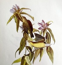 Connecticut Warbler Bird Lithograph 1950 Audubon Antique Art Print DWP6A - $562.94 MXN