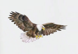 Bird of Prey Eagle Wall Sticker, Raptor Eagle Self-adhesive Stickers - £5.71 GBP