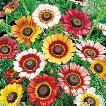 US SELLER Painted Daisy LANDSCAPER&#39;S PACK BULK Perennial Pollinators USA... - £8.76 GBP