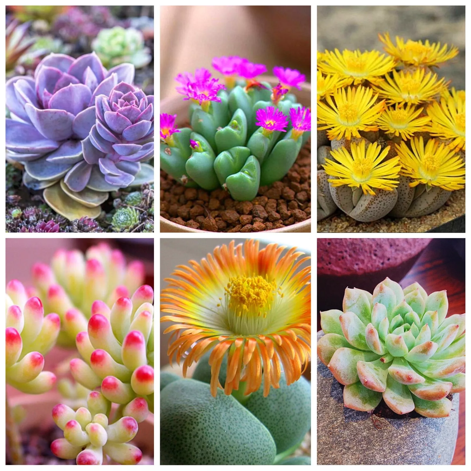 Lithops bonsai Living Stones Flower Succulent Cactus 100pcs/pack Mixed - $9.63
