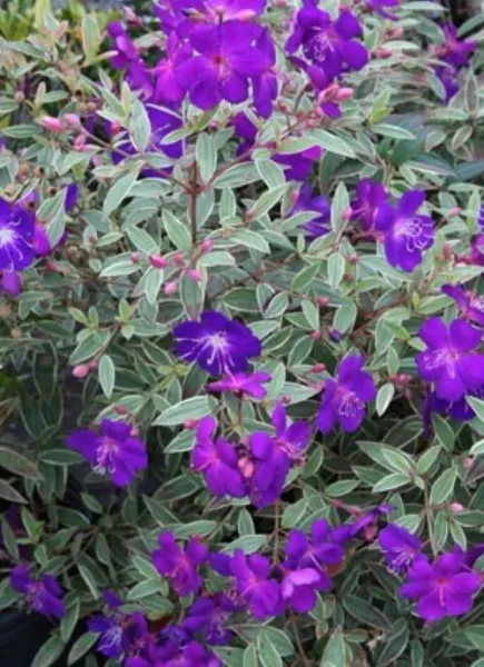 4&quot; Pot Variegated Purple Princess Glory Plant Tibouchina Lepidota Grandifolia Ga - £62.74 GBP