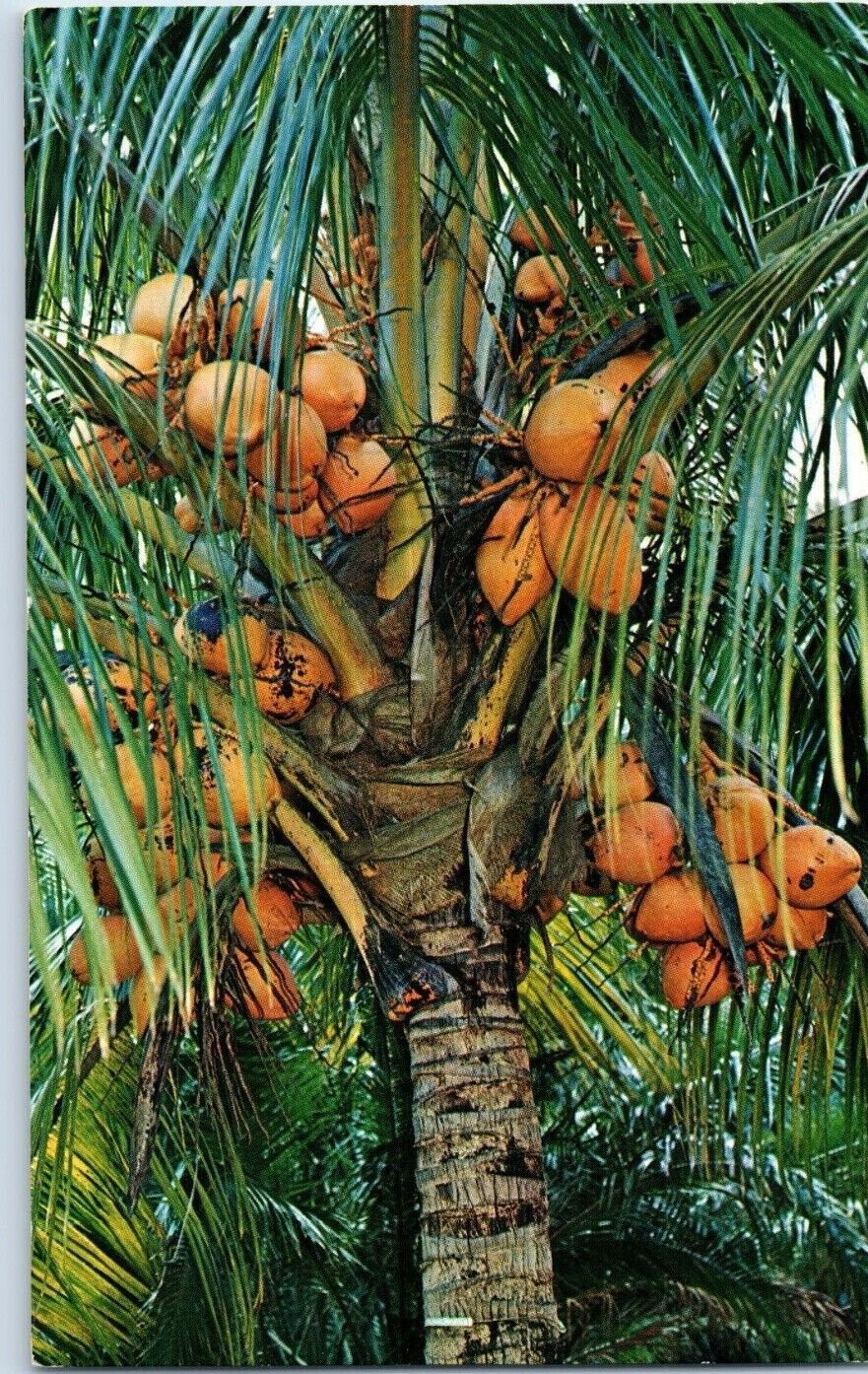 Coconut Palm Trees in Florida Postcard 2000 - $4.42