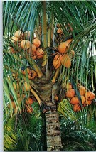 Coconut Palm Trees in Florida Postcard 2000 - £3.49 GBP