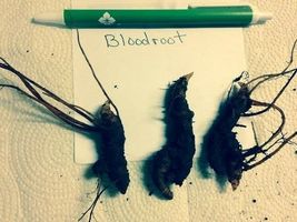 20 Bloodroot roots- (sanguinaria canadensis) image 3