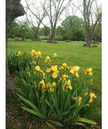 Iris Tall Bearded Yellow Heirloom 1 Rhizome Plant - $7.92