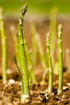 100 Asparagus Seeds Mary Washingtonnon Gmoopen Pollinated. - £7.08 GBP