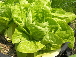 Non GMO Bibb Lettuce - 500 Seeds - $7.99