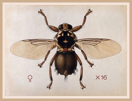 13548.Wall Decor Poster.Room Interior home office design.Vintage horse fly - £12.99 GBP+