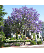 BRN Jacaranda Mimosifolia Fern Tree 60 Seeds Blue Fragrant Ornamental Bo... - $19.99 CAD