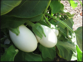 ArfanJaya Eggplant White Star 25 Vegetable Seed Organic Non-Gmo - £6.90 GBP