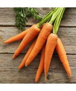 Little Finger Carrot Seeds 1000+  - $4.75