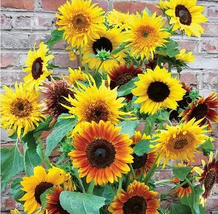 30 Seeds / Pack, Many Headed Sunflower for Bonsai Seeds - INTERNATIONAL ... - £14.33 GBP