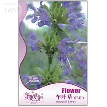 Woodruff Aromatic Blue Small Flower Original Pack 60 seeds - $8.98