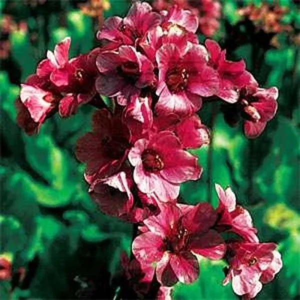 15+ RED BERGENIA GROUND COVER REDSTART FLOWER SEEDS  / PERENNIAL - $15.09