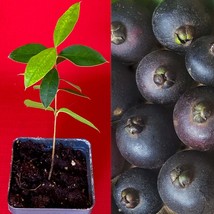 Myrcianthes Pungens Guabiju Guabiyu Dark Purple Fruit Tree Seedling Pott... - $26.72