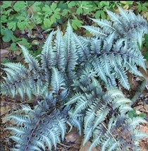 Fresh Seeds 100Pcs Japanese Painted Fern Seeds Light Greyish Green Leaves - £11.12 GBP