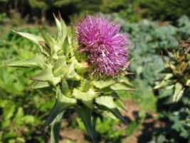 Milk Thistle Seeds 50+ Flower Garden Biennial Silybum Marianum Medicinal - £4.42 GBP