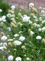 50 Seeds Scabiosa Atropurpurea White Flower Seeds - £3.90 GBP