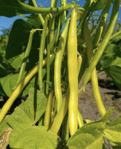 Gold Rush Yellow Bean Seeds | Heirloom | Bush | Wax Beans | Vegetable FRESH - £7.35 GBP