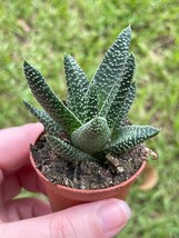 Haworthia pumila, Pearl Plant, Tulista pumila, Haworthia margaritifera in a 2 in - £5.47 GBP