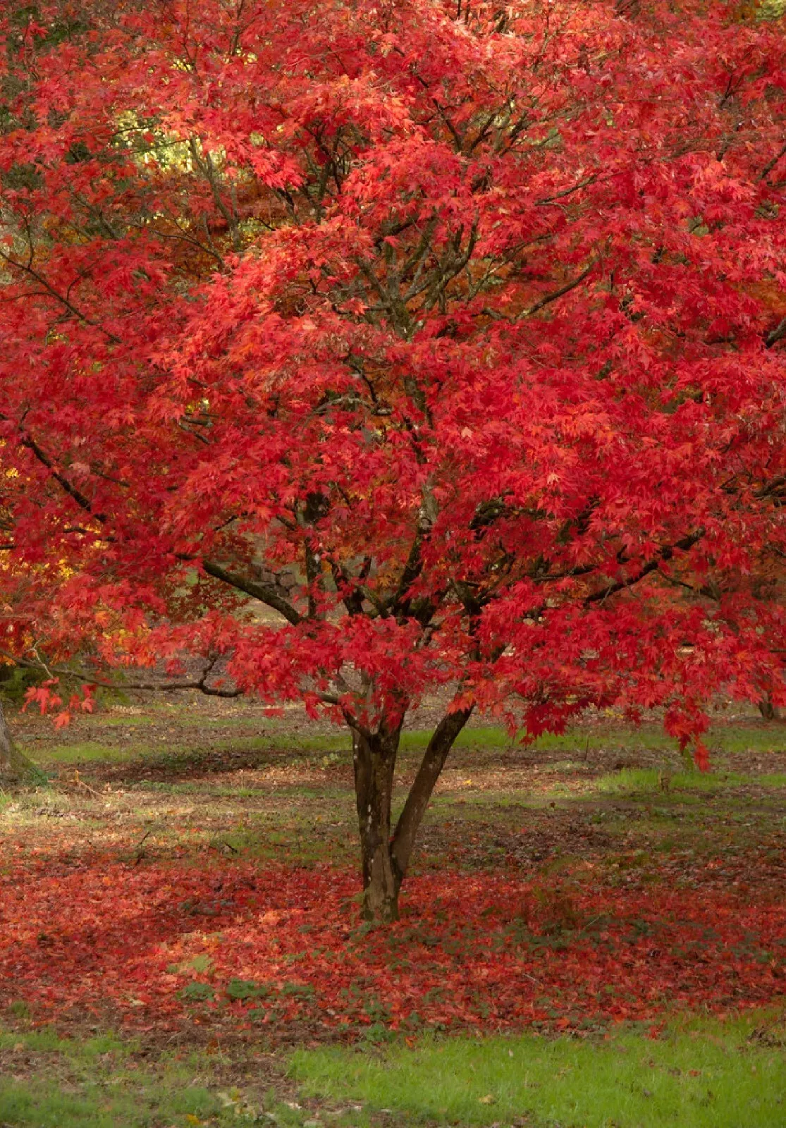 Red Paperbark Maple 10 Seeds USA - £6.56 GBP