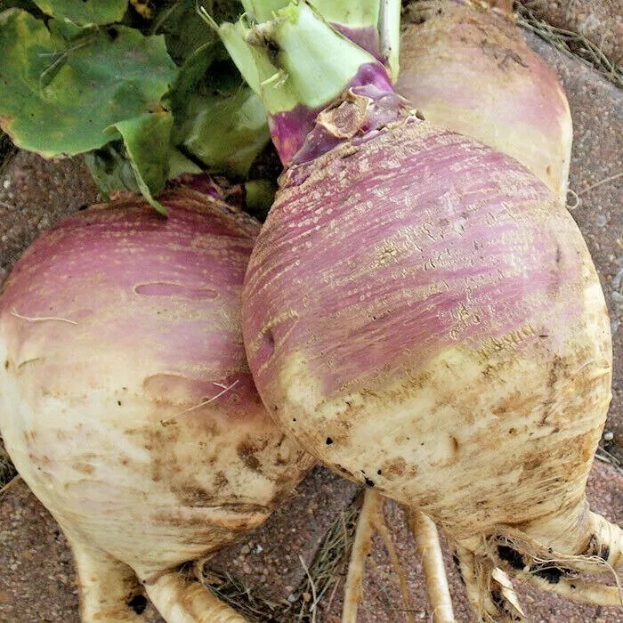 PSStore 500 Purple Top Rutabaga Organic Spring Fall Vegetable Seeds - $9.57