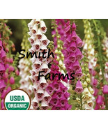 AD 25 Seeds Mixed Spotted Foxglove Flowers Home Garden - $18.19 CAD