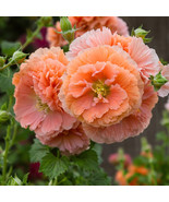 PSA 25 Double Orange Hollyhock Seeds Perennial Fast Grow - $363.80 MXN