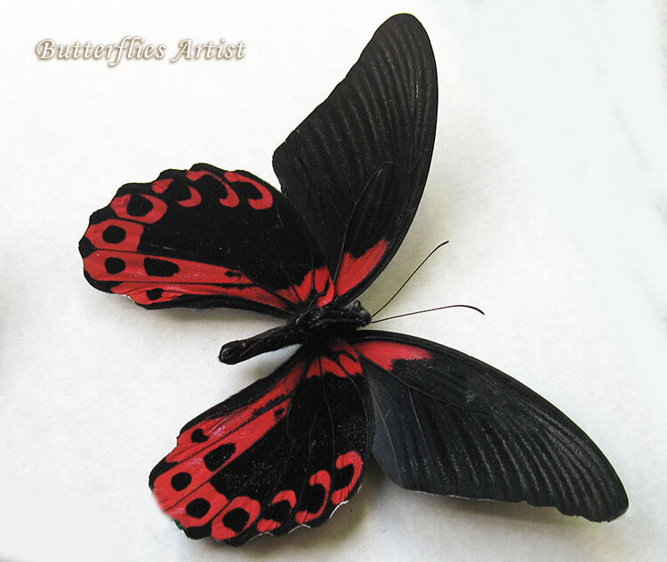 Papilio Rumanzovia Scarlet Mormon Real Butterfly Framed Entomology Shado... - $68.00