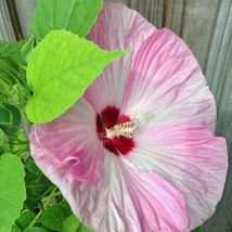 USA SELLER Hibiscus Moscheutos Luna Pink Swirl 20 Seeds Free Shipping - $17.60