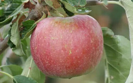 25 George Cave Apple Seeds Planting Gardening USA SHIPPING - £10.24 GBP