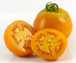 50 Seeds Amish Gold Slicer Tomato Heirloom Vegetable Tomatoe Garden Edible - £3.04 GBP