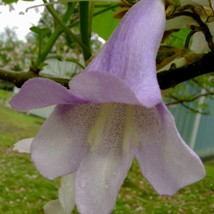 New Fresh USA Seller Paulownia Tomentosa Foxglove Empress Tree Kiri 100 Seeds - £13.84 GBP