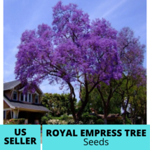 50 Seeds Royal Empress Tree Seeds Paulownia Tomentosa Seed - $19.45
