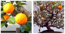 60pcs Dwarf Standing Calamondin Citrus Orange Tree Indoor Bonsai Plant  - £13.32 GBP