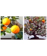 60pcs Dwarf Standing Calamondin Citrus Orange Tree Indoor Bonsai Plant  - $23.15 CAD