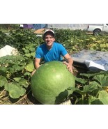 15 Giant Bushel Gourd Seeds Up to 100 Pounds  - $8.12