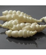 HSeeds Chinese Artichoke/Stachys Affinis, Crosne - 3 Tubers May Have See... - $17.94 CAD