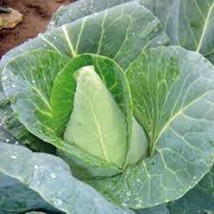 25 Seeds Cabbage Early Jersey Wakefield Heirloom Seeds R API D Growth Garden Ready - £6.67 GBP