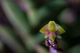 DENDROBIUM LEONIS SMALL ORCHID MOUNTED - $31.45