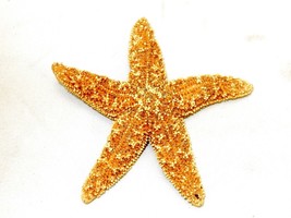 Authentic Dried Starfish, Northern Pacific Sea Star, Nautical Beach Home Decor - £15.87 GBP