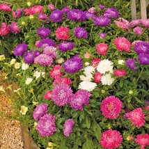 251+China Aster Powder Puff Mix Seeds Cut Flowers Summer Fall Container ... - £6.81 GBP