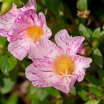 40 Sundial Peppermint Portulaca Grandiflora Moss Rose Pink Streaked Succulent Fl - $7.45