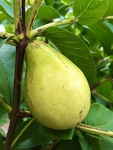 GUAVA PEAR Live Tropical Fruit tree 20”-24” - £64.73 GBP