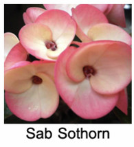 Starter Plant Sab Sothorn Crown Of Thorns-Euphorbia Milii Christ Plant - £31.95 GBP